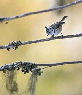 Paridae Prints: European crested tit (Lophophanes cristatus) perched on branch, Finland. March