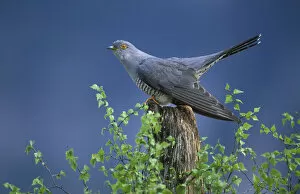 Images Dated 11th January 2006: European Cuckoo {Cuculus canorus} male display posture Cairngorms, Scotland. Spring