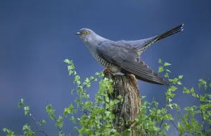 European Cuckoo {Cuculus canorus} male display posture Cairngorms, Scotland. Spring