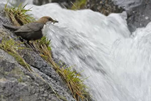 European dipper (Cinclus cinclus) on rock by stream with food in beak, Vall DIncles