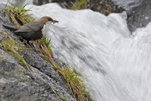 European dipper (Cinclus cinclus) on rock by stream with food in beak, Vall DIncles