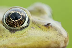 Images Dated 20th June 2009: European edible frog (Rana esculenta) close-up of head showing eye, Prypiat area
