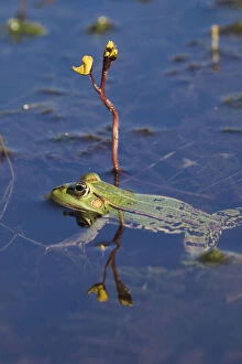 Images Dated 8th June 2009: European edible frog (Rana esculenta) swimming past Greater bladderwort (Utricularia
