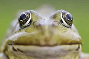 Images Dated 20th June 2009: European edible frog (Rana Esculenta) close-up, Prypiat area, Belarus, June 2009