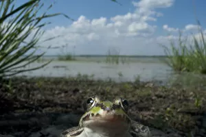 European edible frog (Rana esculenta) by Lake Belau, June