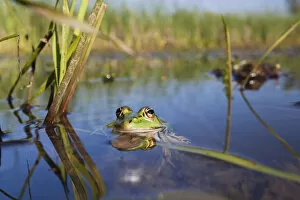 Images Dated 8th June 2009: European edible frog (Rana esculenta) in pond, Latorica backwater, Slovakia, Europe Rana esculenta