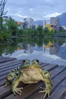Images Dated 30th May 2012: European edible frog (Rana esculenta) in urban park, next to pond with buildings in distance