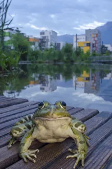 Images Dated 30th May 2012: European edible frog (Rana esculenta) in urban park, next to pond with buildings in distance