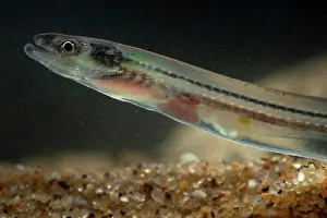 Portugal Prints: European eel (Anguilla anguilla) juvenile