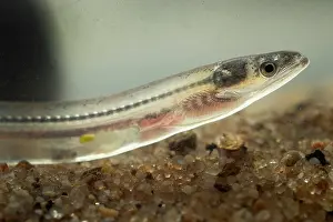 Portugal Prints: European eel (Anguilla anguilla) juvenile