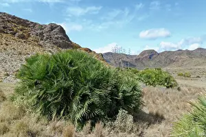 Alien Species Prints: European fan palms (Chamaerops humilis) growing on coastal hillside