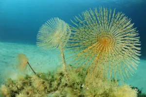 European fan worms (Sabella / Spirographis spallanzani) Malta, Mediteranean, May 2009
