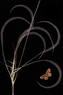 Gramineae Collection: European feather grass (Stipa pennata) with Heath fritillary butterfly (Melitaea