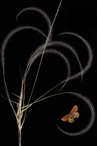 Gramineae Collection: European feather grass (Stipa pennata) with Heath fritillary butterfly (Melitaea