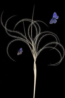 Wild Wonders of Europe 3 Gallery: European feather grass (Stipa pennata) with Escher?s blue butterfly (Polyommatus escheri)