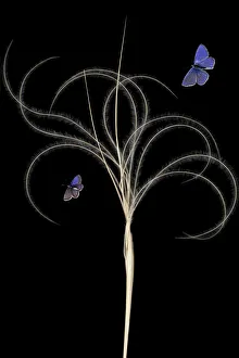 Butterflies Prints: European feather grass (Stipa pennata) with Escher?s blue butterfly (Polyommatus escheri)