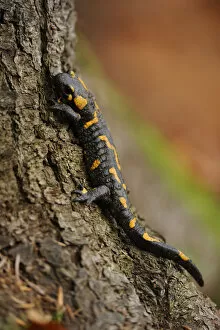 Images Dated 19th June 2009: European / Fire salamander (Salamandra salamandra) on tree, Piatra Craiului National Park