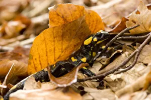 Images Dated 13th October 2008: European / Fire salamander (Salamandra salamandra) amongst dead leaves on forest floor