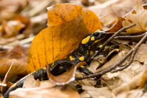 European / Fire salamander (Salamandra salamandra) amongst dead leaves on forest floor