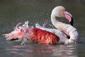 Flamingos Collection: European flamingo (Phoenicopterus roseus) bathing Camargue, France, May