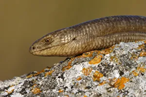 Grzegorz Lesniewski Prints: European glass lizard (Ophisaurus apodus) portrait, Bagerova Steppe, Kerch Peninsula
