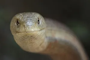 European glass lizard (Pseudopus apodus) Western Peloponnesee, The Peloponnese, Greece