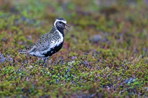 True Plover Prints: European golden plover (Pluvialis apricaria) calling