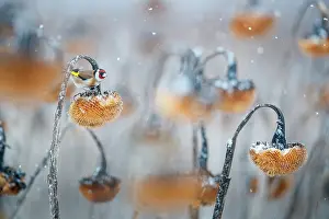 Carduelinae Prints: European goldfinch (Carduelis carduelis)