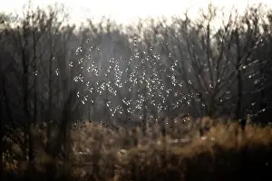 Carduelinae Prints: European goldfinch (Carduelis carduelis) flock in flight, Lower Silesia, Poland. February