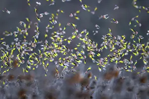 Sunflower Family Prints: European goldfinch (Carduelis carduelis) flock in flight over field of dead Sunflowers