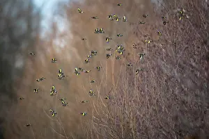 Carduelinae Prints: European goldfinch (Carduelis carduelis) flock perched in bush