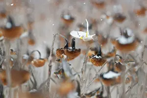 Sunflower Family Prints: European goldfinch (Carduelis carduelis) leucistic