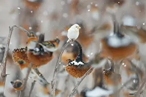 Sunflower Family Prints: European goldfinch (Carduelis carduelis) leucistic