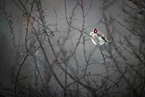 Carduelinae Prints: European goldfinch (Carduelis carduelis) perched on branch at dusk