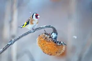 Carduelinae Prints: European goldfinch (Carduelis carduelis) perched on Sunflower (Helianthus annuus) seedhead in snow