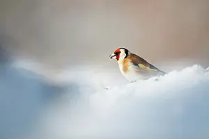 Carduelinae Prints: European goldfinch (Carduelis carduelis) standing in snow, Lower Silesia, Poland. February