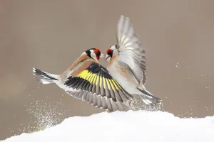 Carduelinae Prints: Two European goldfinches (Carduelis carduelis) fighting over food in snow