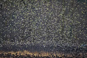 Carduelinae Prints: European goldfinches (Carduelis carduelis) flock in flight over field