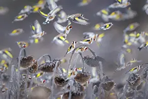 Carduelinae Prints: European goldfinches (Carduelis carduelis) flock in flight over field