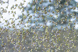 Carduelinae Prints: European goldfinches (Carduelis carduelis) flock in flight over field