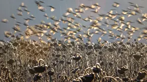 Carduelinae Prints: European goldfinches (Carduelis carduelis) flock in flight over field