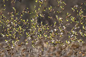 Carduelinae Prints: European goldfinches (Carduelis carduelis) flock in flight over field