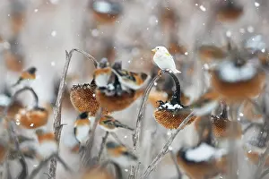 Sunflower Family Prints: European goldfinches (Carduelis carduelis) one leucistic
