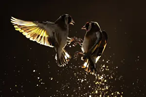 Carduelinae Prints: Two European goldfinches (Carduelis carduelis) squabbling in mid-air