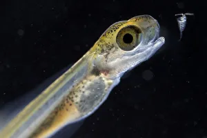 European grayling (Thymallus thymallus) alevin, 13 days, feeding on zooplankton, from Lake Thun