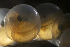 European grayling (Thymallus thymallus) eggs, 17 days, from Lake Thun, Switzerland