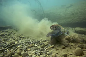 European grayling (Thymallus thymallus) pair spawning, male on the left, Lake of Thun