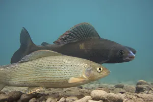 Prints of European grayling (Thymallus thymallus) pair spawning, the dark one is the male, Lake Thun, Thun, Switzerland, March 2009 Wild Wonders Of Europe Prints: European grayling (Thymallus thymallus) pair spawning, the dark one is the male, Lake Thun