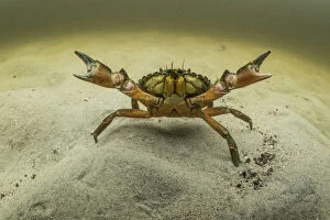 Aggression Gallery: European green crab (Carcinus maenas), an invasive species in North America, Kejimkujik