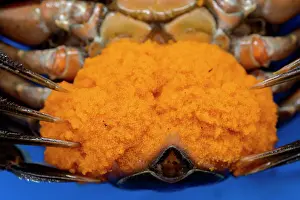 Invasive Prints: European green crab (Carcinus maenas) female